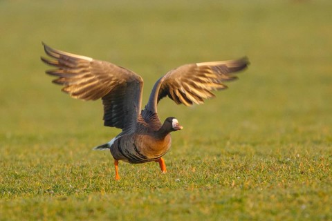 Greater White-fronted Goose (Anser albifrons) flying, North Rhine-Westphalia, Germany