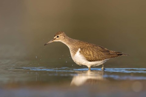 Common Sandpiper (Actitis hypoleucos), North Rhine-Westphalia, Germany