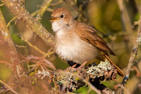 Nightingale, (Luscinia megarhynchos), animals, bird, songbird, family of passerines, classification