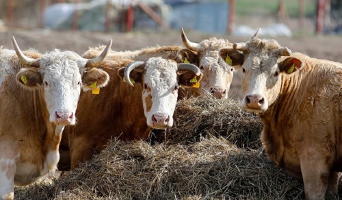 Cattle from the Jahnsfeld organic farm in Brandenburg. The suckler cows graze the surrounding