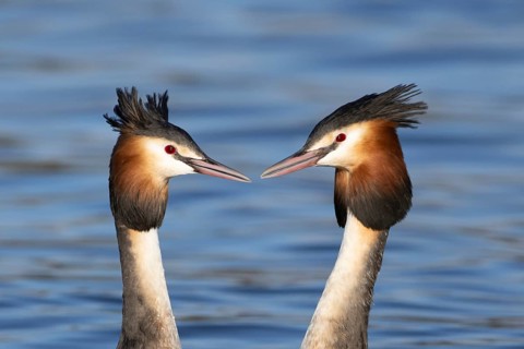 Great crested grebe (Podiceps cristatus) two adult birds performing their love courtship display on