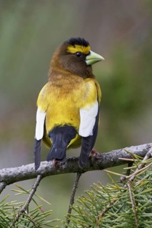 Evening Grosbeak (Hesperiphona vespertina) male, British Columbia, Canada