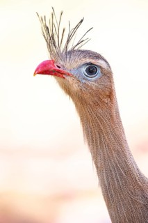 Red-footed seriema (Cariama cristata) Pantanal Brazil