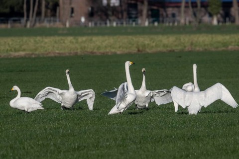 Whooper swans (Cygnus cygnus), Emsland, Lower Saxony, Germany