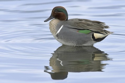 Green-winged Teal (Anas carolinensis) male, California, USA
