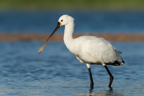 Eurasian Spoonbill (Platalea leucorodia) foraging, Eilat, Israel