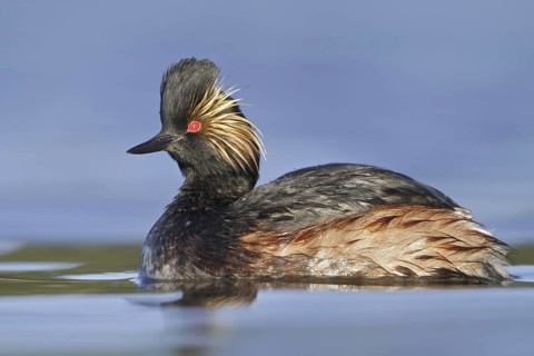 Black-necked Grebe (Podiceps nigricollis), British Columbia, Canada