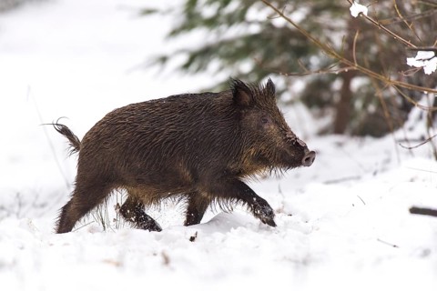 Wild boar (Sus scrofa) in the snow, Melle, Lower Saxony, Germany
