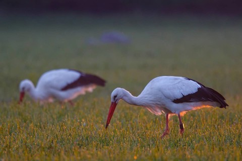 White Stork (Ciconia ciconia) foraging, North Rhine-Westphalia, Germany