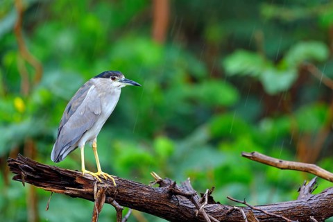 Black-crowned black crowned night heron (Nycticorax nycticorax), Bihoreau gris, HÈron bihoreau,
