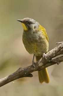 Yellow-throated Honeyeater (Nesoptilotis flavicollis), Tasmania, Australia