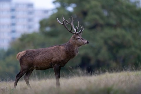 Red deer at the rutting 2025, London, Great Britain