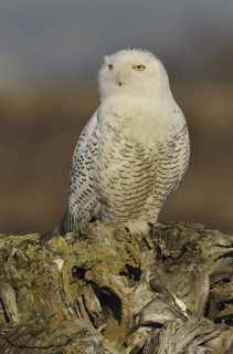 Snowy Owl (Bubo scandiacus), British Columbia, Canada