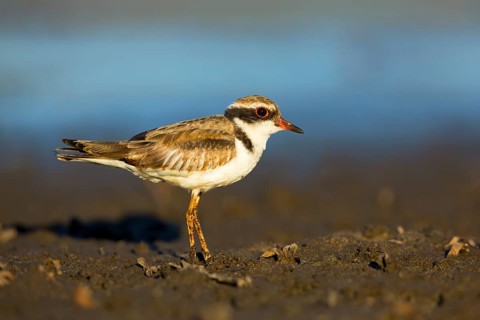 Black-fronted Dotterel (Elseyornis melanops) juvenile, Victoria, Australia