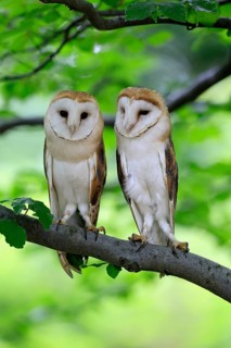 Barn owl (Tyto alba), adult, pair, vigilant, on tree, in summer, Šumava, Czech Republic