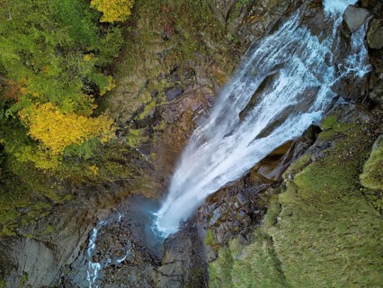 Autumn-coloured sycamore maple (Acer pseudo plantanus), at the Diesbach waterfall, Canton Glarus,