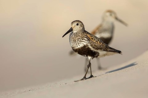 Dunlin (Calidris alpina), Poland