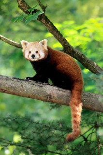 Western Red panda (Ailurus fulgens), adult, on tree, Himalayas, Central Asia