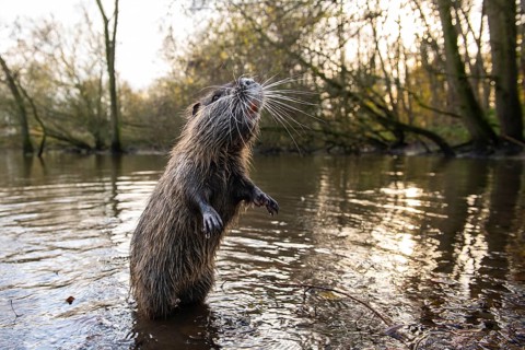 Nutria (Myocastor coypus) in a body of water, Osnabrück, Lower Saxony, Germany