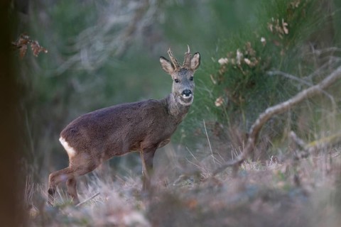 Roebuck in spring, Bitburg, Rhineland-Palatinate, Germany