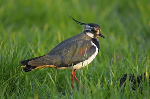 Kiebitz (Vanellus vanellus), Lapwing, im Prachtkleid, morgens, Morgentau auf der Wiese, April, NSG