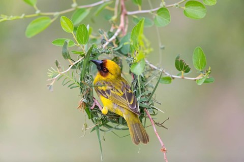 Ruppell's Weaver, Rueppell's Weaver, (Ploceus galbula), weaver bird building a nest, weaver birds,