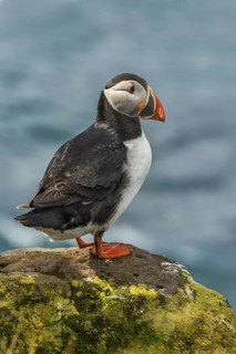 Atlantic Puffin (Fratercula arctica) on cliff, Iceland