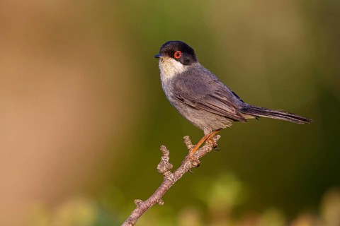 Velvet-headed warbler, (Sylvia melanocephala), warbler family, biotope, habitat, perch, foraging,