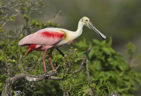 Roseate Spoonbill (Platalea ajaja), Texas, USA