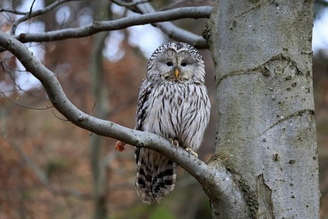 Hawk owl (Strix uralensis), adult, in winter, on tree, Bohemian Forest, Czech Republic, Europe,