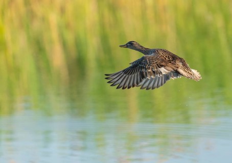Gadwall (Mareca strepera), female in flight, Lower Saxony, Germany