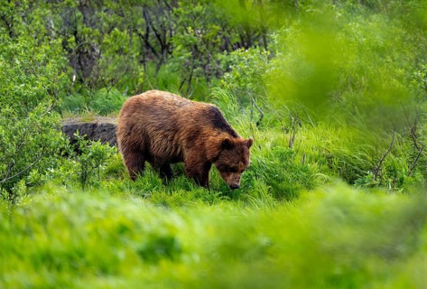 Brown bear (Ursus arctos) in the grass in spring, Alaska, USA