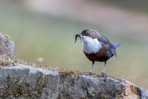 White-throated Dipper (Cinclus cinclus) with food in its beak, North Rhine-Westphalia, Germany