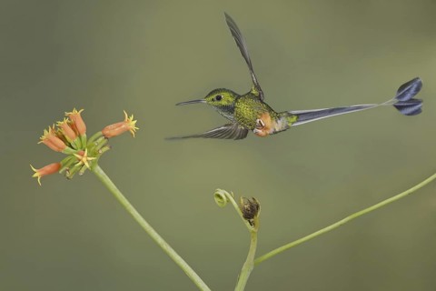 Booted Racket-tail (Ocreatus underwoodii), Ecuador