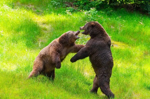 Eurasian brown bear (Ursus arctos arctos) playing with each other on a meadow, Bavarian Forest,