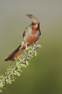 Pyrrhuloxia (Cardinalis sinuatus) male, Arizona, USA