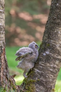 One young long-eared owl (Asio otus), sitting on a branch of a tree. Green vegetation in the