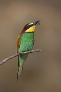 European Bee-eater (Merops apiaster), Lake Neusiedl, Austria