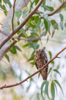 Scops Owl, (Otus scops), biotope, habitat, perch, animals, birds, owls Lesbos Island, Lesbos,