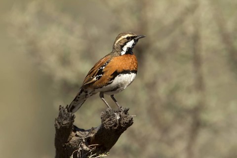 Chestnut-breasted Quail-thrush (Cinclosoma castaneothorax) male, Queensland, Australia