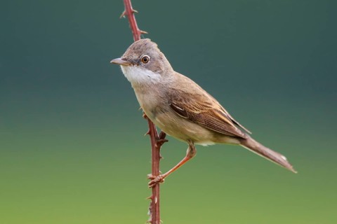 Common Whitethroat (Sylvia communis) male perched on a branch, North Rhine-Westphalia, Germany