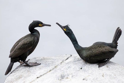 Cormorant (Gulosus aristotelis), breeding pair during mating, Hornøya Island, Vardø, Varanger,