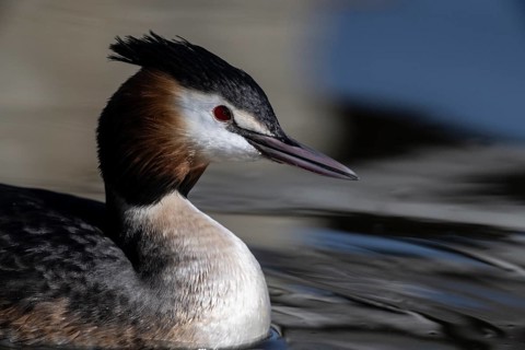 Great Crested Grebe (Podiceps cristatus), Emsland, Lower Saxony, Germany