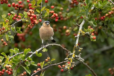 Eurasian chaffinch (Fringilla coelebs) adult male garden bird in a Hawthorn tree full of red