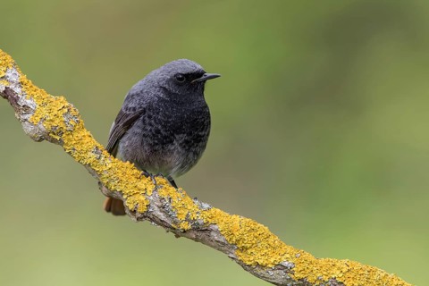 Black Redstart (Phoenicurus ochruros) male perched on a lichen covered branch, Poland
