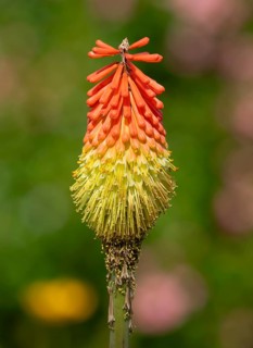 Torch lily, rocket flower (Kniphofia) in the garden, Lower Saxony, Germany