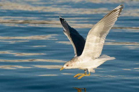 Mew Gull (Larus canus brachyrhynchus) flying, Alaska, USA