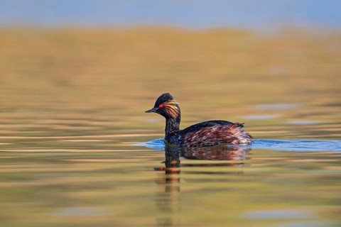 Black-necked Grebe (Podiceps nigricollis), Baden-Wuerttemberg, Germany