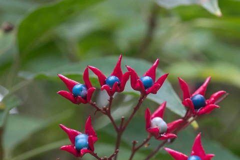 Japanese lotus tree (Clerodendrum trichotomum var. fargesii), Berggarten, Germany