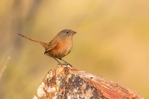 Dusky Grasswren (Amytornis purnelli) female, Northern Territory, Australia